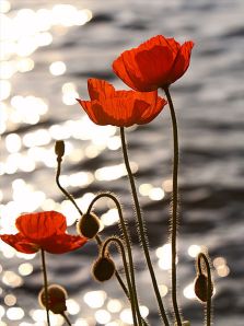 poppies, remembrance day