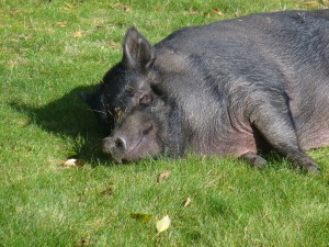 Isabel - Pot Bellied Pig