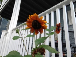 neighborhood sunflowers